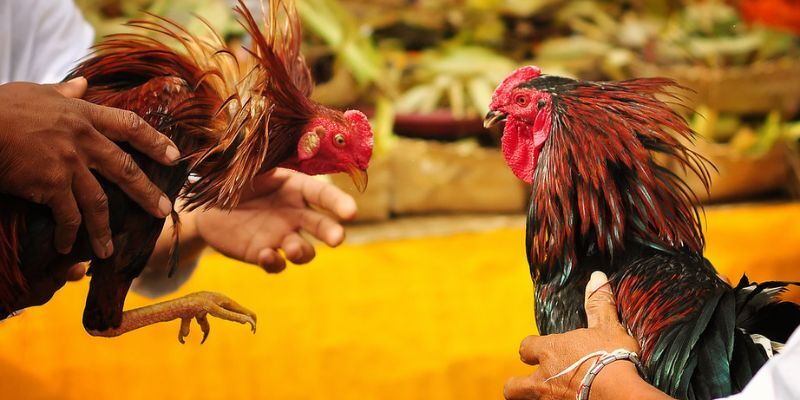 Mãn nhãn với màn thi đấu của gà tre