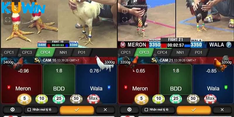 Cá cược trong 10 ngày liên tục để nhận ưu đãi cực khủng