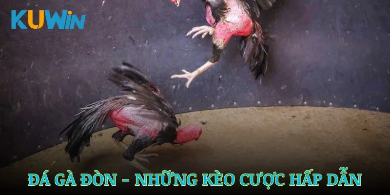 đá gà đòn kuwin
