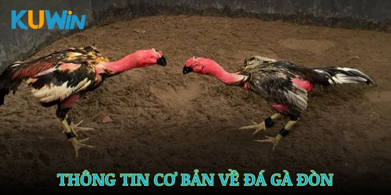 Thông tin cơ bản về hình thức đá gà đòn