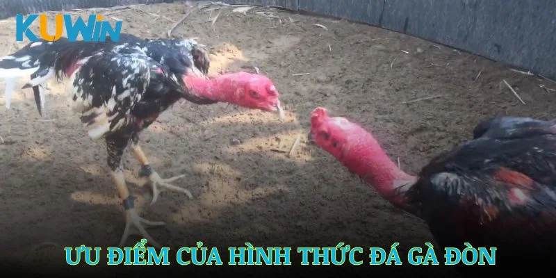 Ưu điểm nổi bật của hình thức đá gà đòn