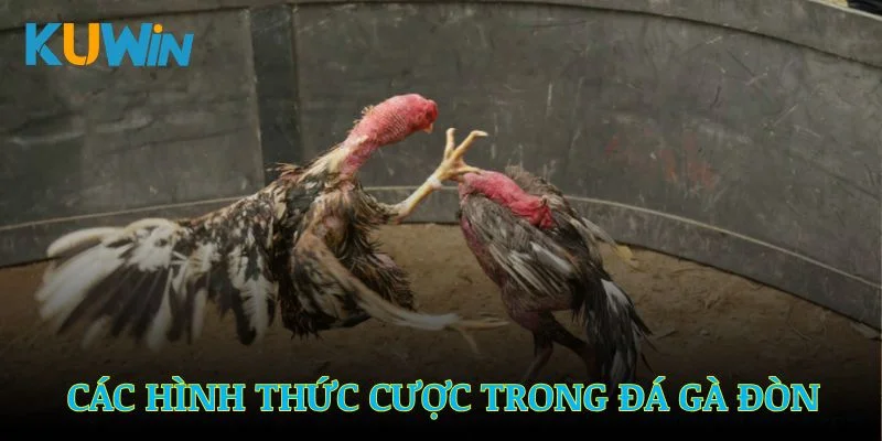 Các hình thức cược phổ biến trong đá gà đòn