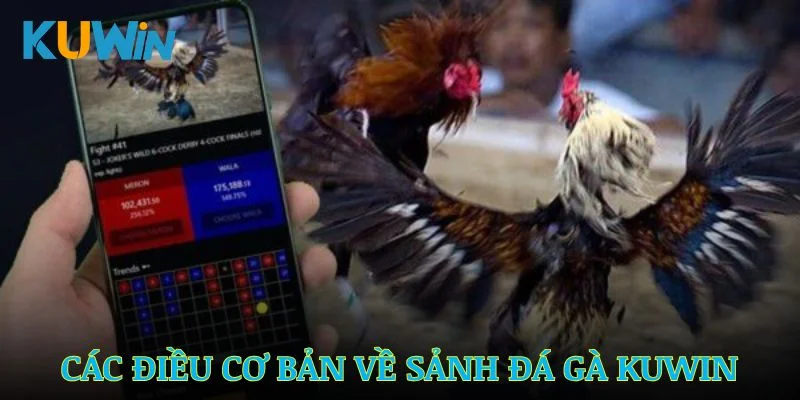 Giới thiệu về sảnh đá gà Kuwin