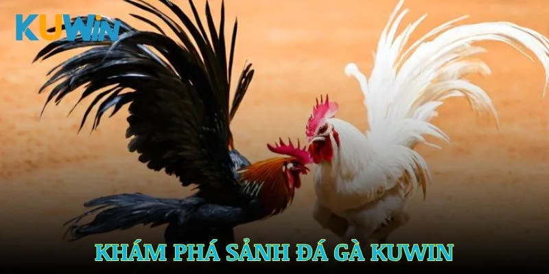 Những đặc điểm nổi bật của sảnh đá gà Kuwin