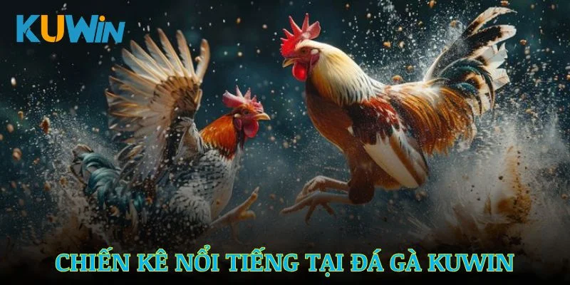 Những dòng chiến kê nổi bật trong đá gà Kuwin